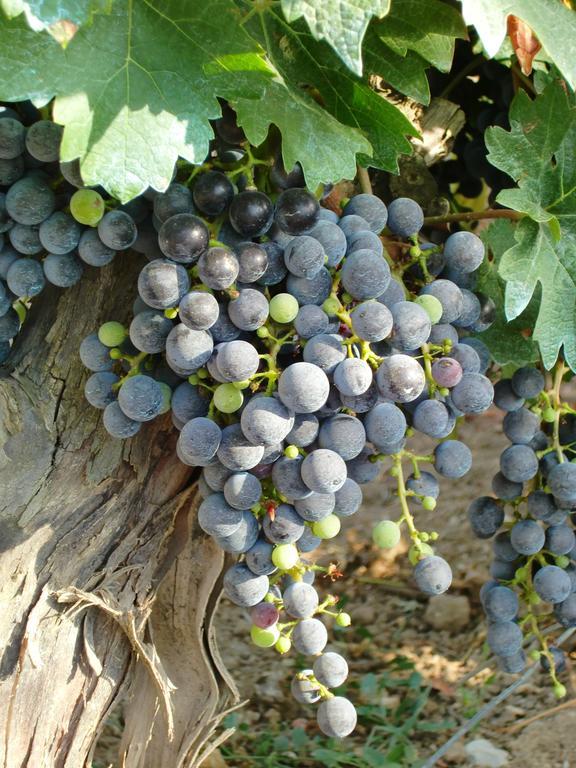 Chateau Rieutort Saint-Pargoire Luaran gambar